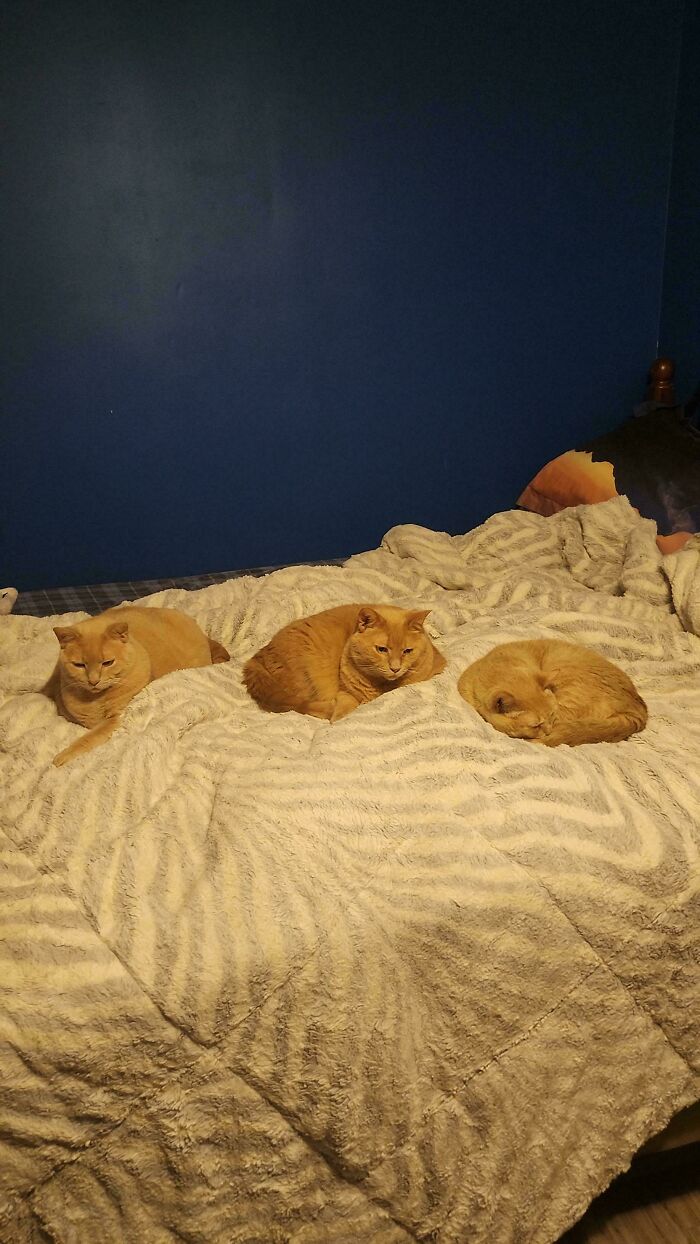 Three adorable cats relaxing on a bed, planning their next move.