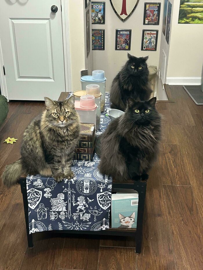 Three hilariously adorable cats sitting on a coffee table, planning their next move. Two black cats and one tabby.