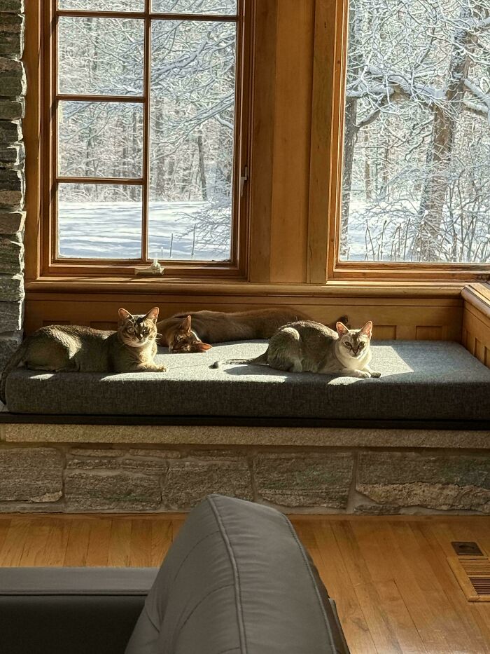Three hilariously adorable cats basking in sunlight by a window, planning their next move. Winter scene outside.