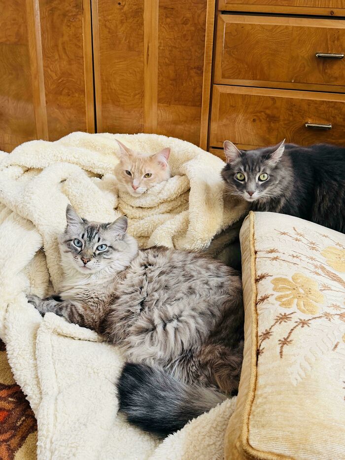 Three hilariously adorable cats resting on a blanket, planning their next move. One cat looks directly at the camera.