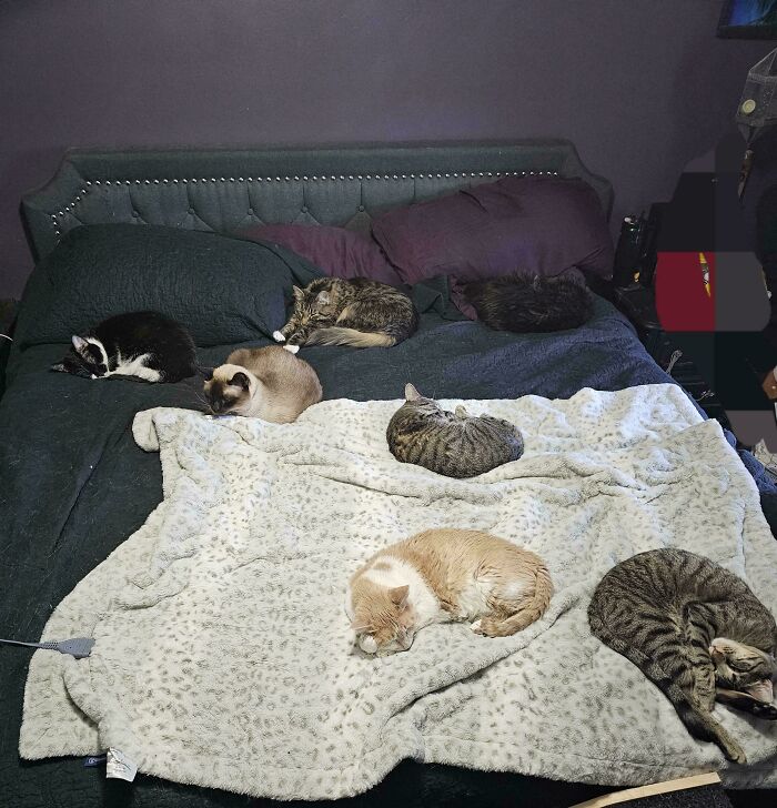Hilariously adorable cats sleeping on a bed, planning their next move. Many cats napping comfortably.