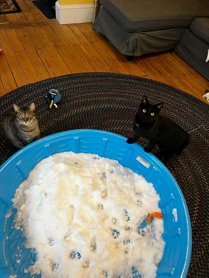 Two adorable cats, one striped and one black, caught planning their next move around a blue tub of snow.