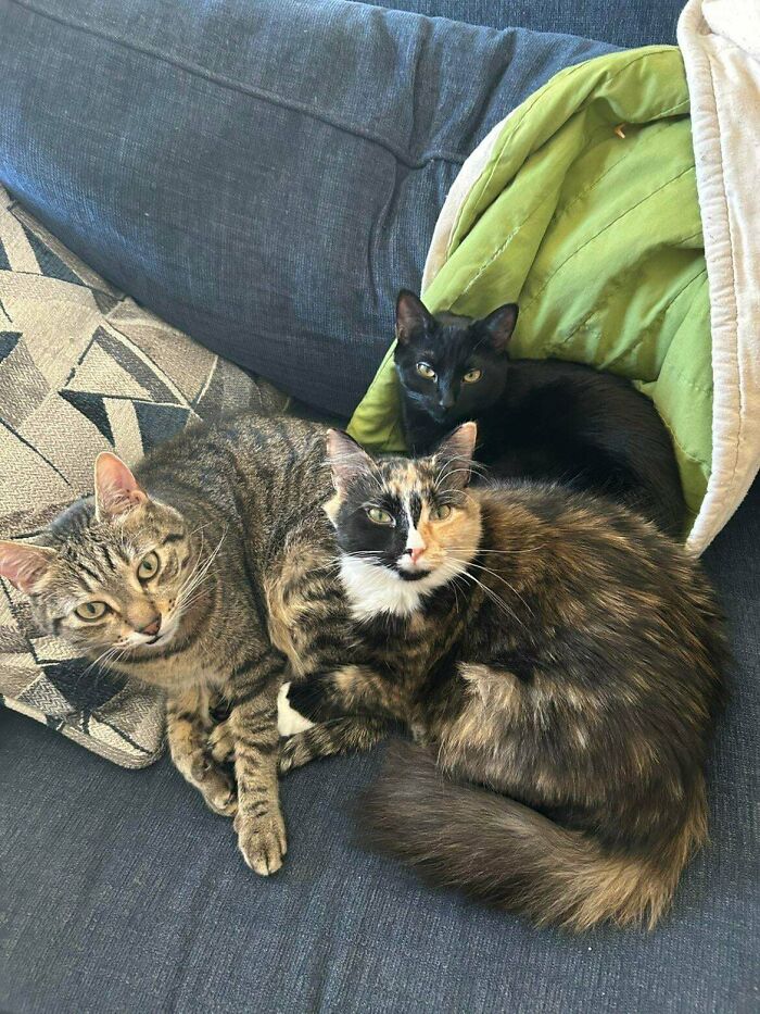 Three adorable cats, two striped and one calico, are caught planning their next move on a blue sofa.