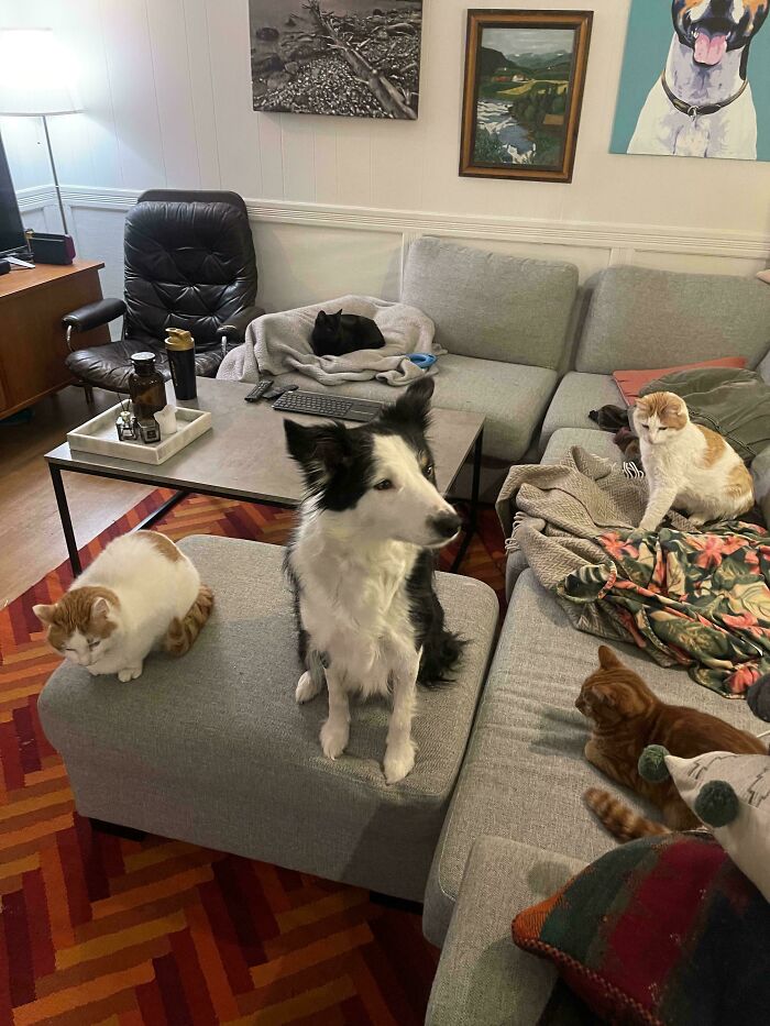 A gathering of adorable cats, including a Border Collie, caught planning their next move in a living room.