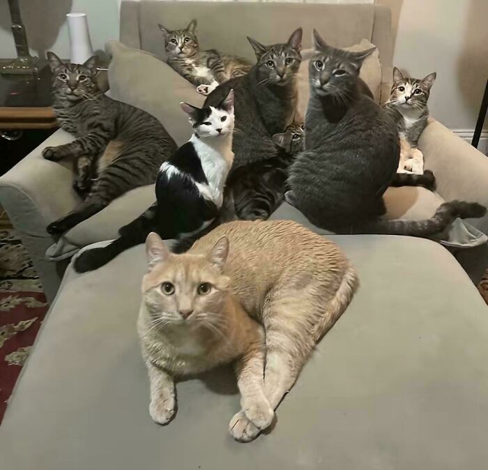 A hilariously adorable group of cats, including an orange tabby and several striped cats, caught planning their next move on a sofa.
