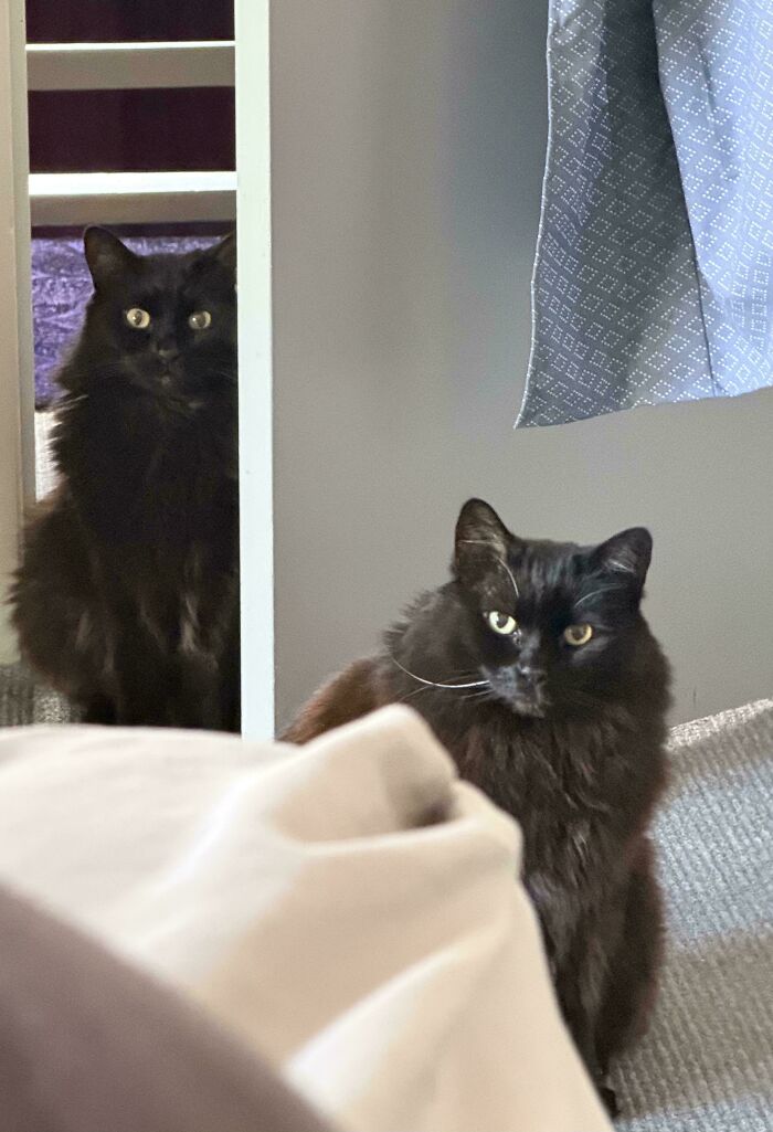 Two adorable black cats are caught planning their next move, one partially hidden, showcasing their hilariously adorable nature.