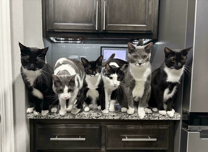 A council of six cats, a mix of black and white and grey and white, standing in a line on a kitchen counter.