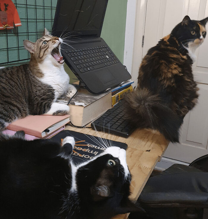 Three adorable cats around a desk, one yawning dramatically, as if in a council meeting.
