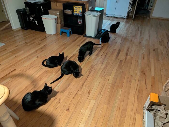 Six black cats gathered on a wooden floor, seemingly planning their next move.
