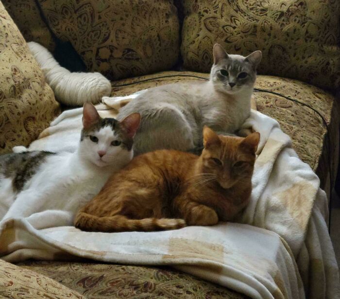 Three hilariously adorable cats, a white, an orange, and a cream-colored, relaxing on a patterned couch.