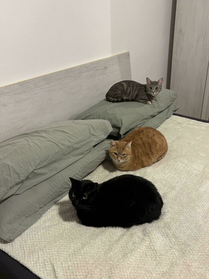 Three adorable cats, a black, an orange, and a tabby, caught planning their next move on a bed.