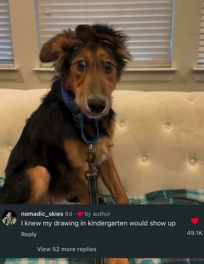 A dog with a funny haircut, accompanied by a comment comparing it to a kindergarten drawing, a verbal knockout.