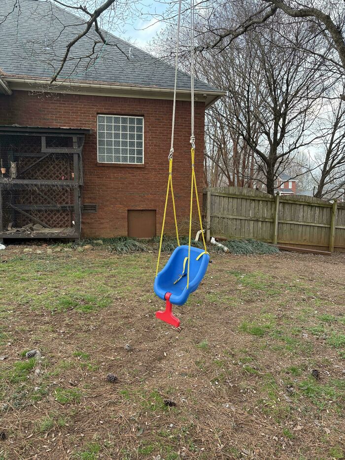 A blue and red baby swing hangs from a tree branch in a backyard, ideal for dads to enjoy with their little ones.