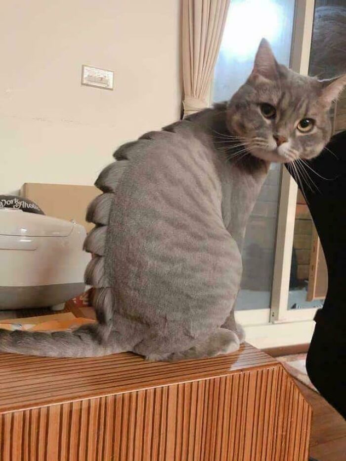 Stegocat