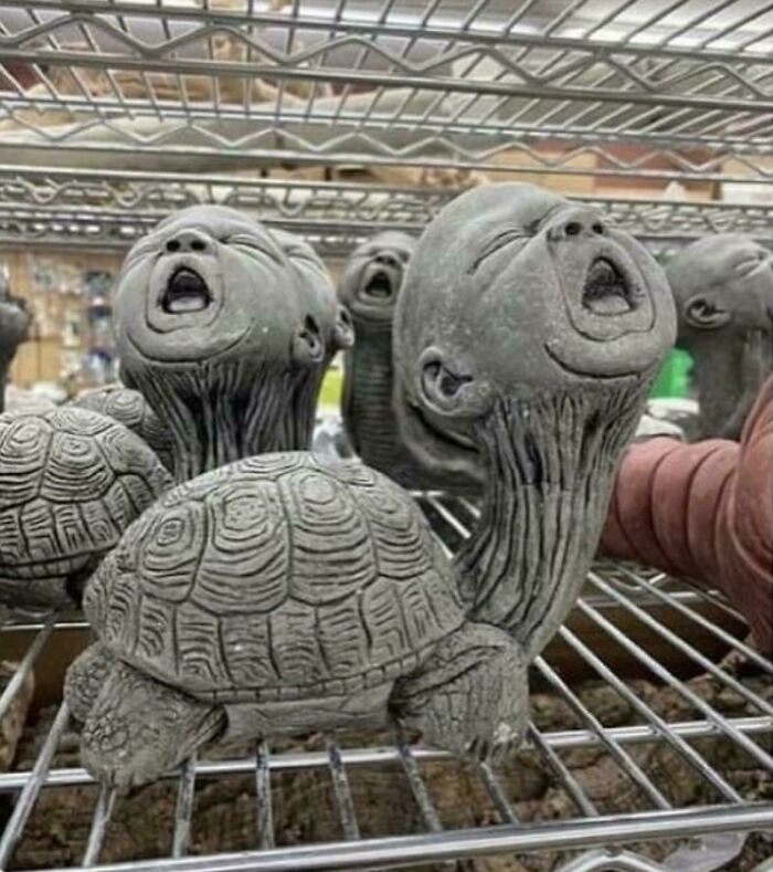 Baby Turtle Or Turtle Baby?