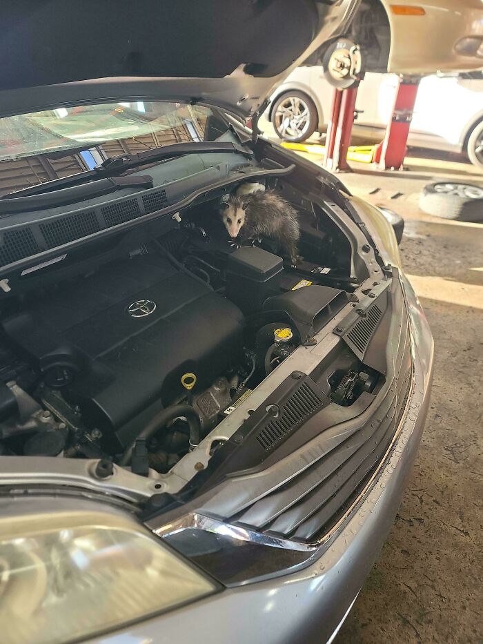 Car mechanics capture unexpected possum found inside a car engine during repair to make others believe their unusual discovery.
