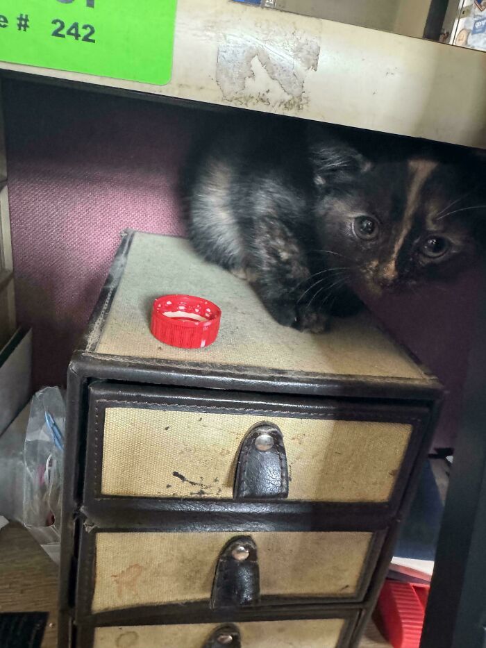 Black and brown cat hiding on a dusty mechanic's drawer, illustrating surprising finds car mechanics sometimes encounter.