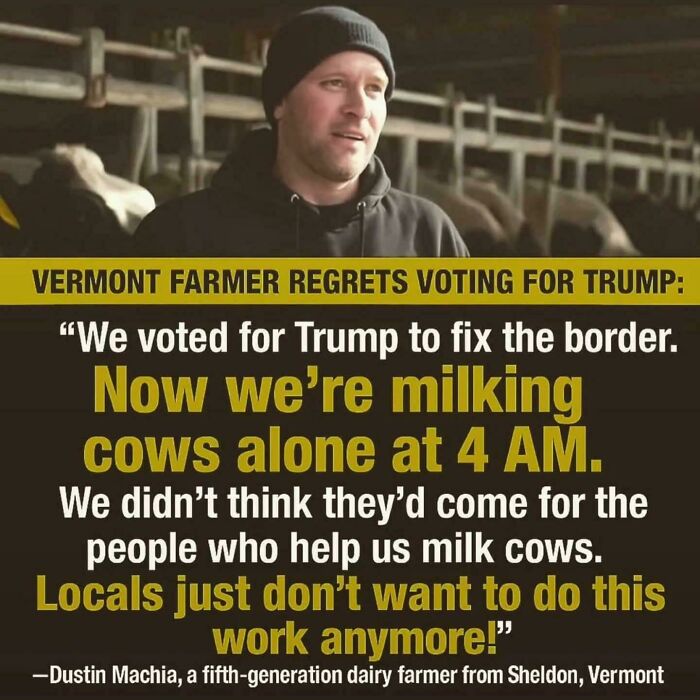 Vermont dairy farmer regrets voting for Trump, facing consequences and working alone milking cows early in the morning.
