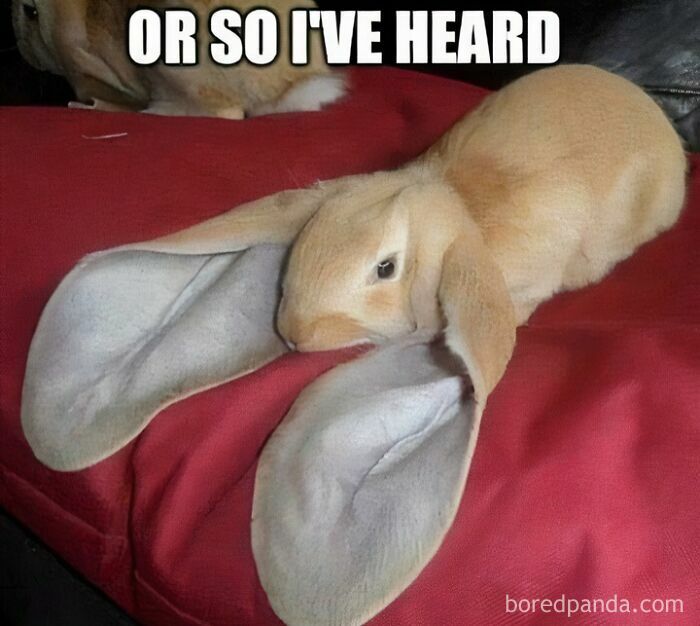 Cute bunny with exaggerated large ears lying on a red surface, part of hilarious memes that don't explain themselves.