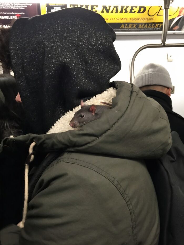 Rat peeking out of a green jacket on a crowded NYC subway, capturing a weird moment in public transit.