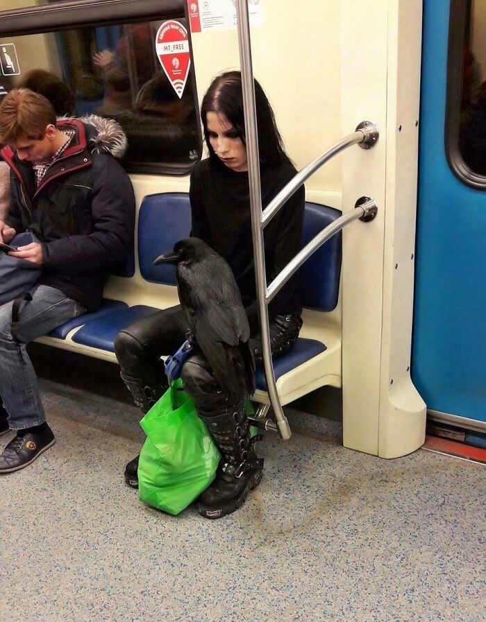 Person dressed in black sitting on NYC subway with a large black bird perched on their leg, showcasing a weird subway moment.