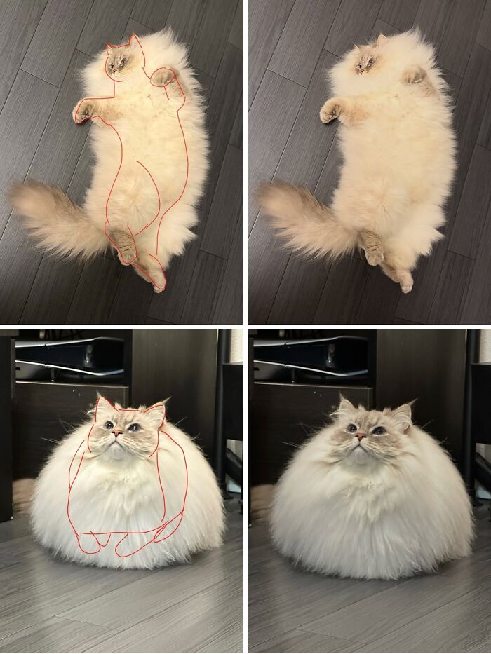 Fluffy cat lying on floor with funny outlines, showcasing weirdly hilarious images to improve your feed and mood.