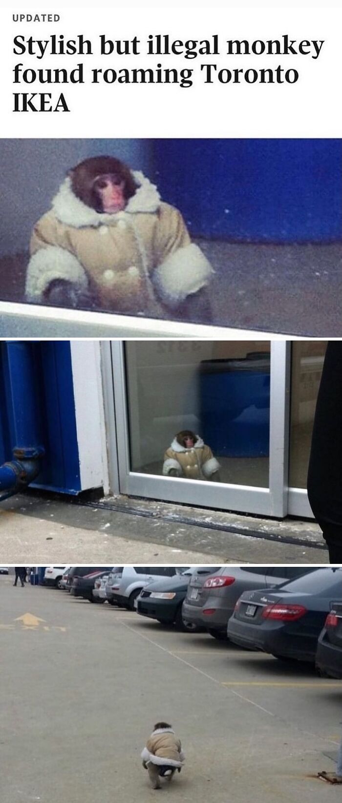 Monkey wearing a coat inside and outside IKEA, a weirdly hilarious image to improve your feed and mood.