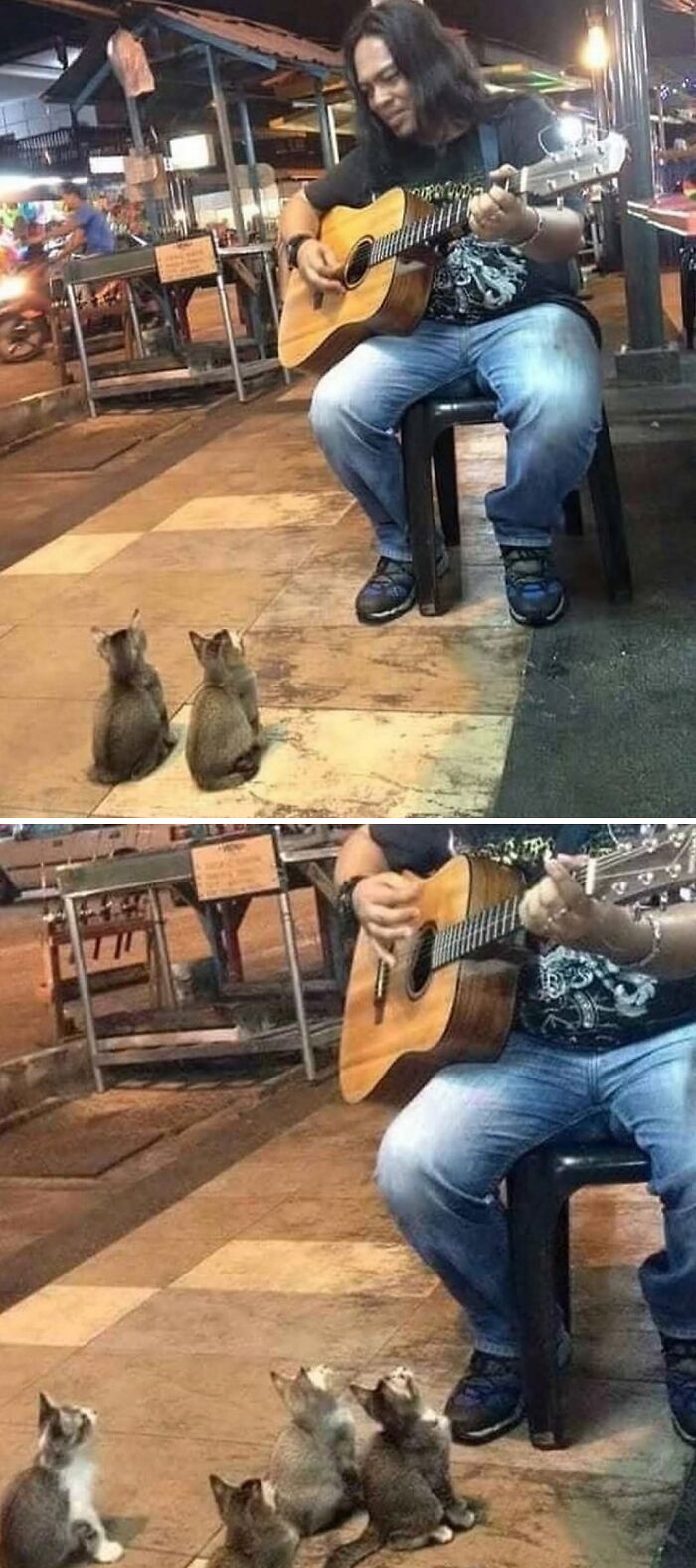Man playing guitar to a gathering of kittens, a weirdly hilarious moment to improve your feed and mood.