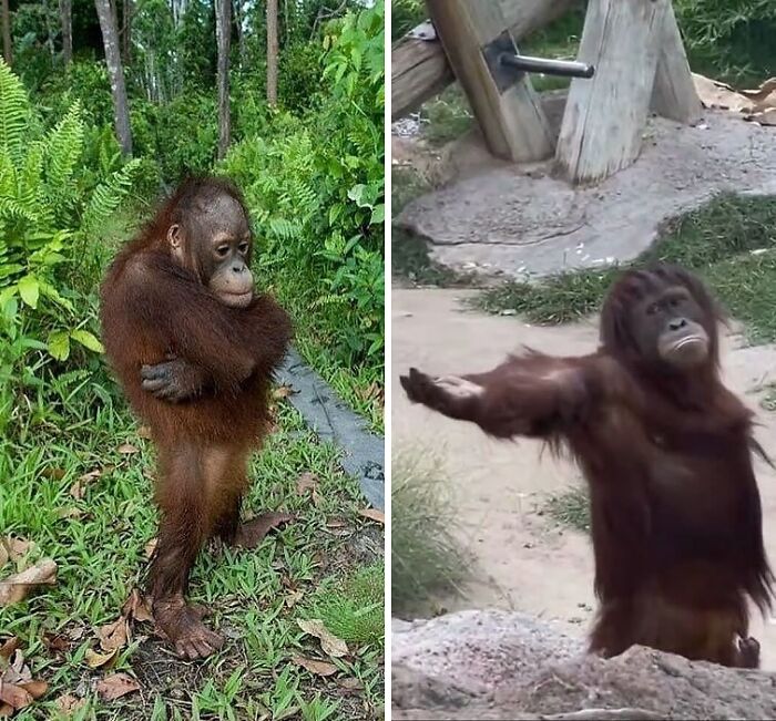 Two funny orangutans in nature and enclosure, posing with expressive and weirdly hilarious gestures to improve your feed.