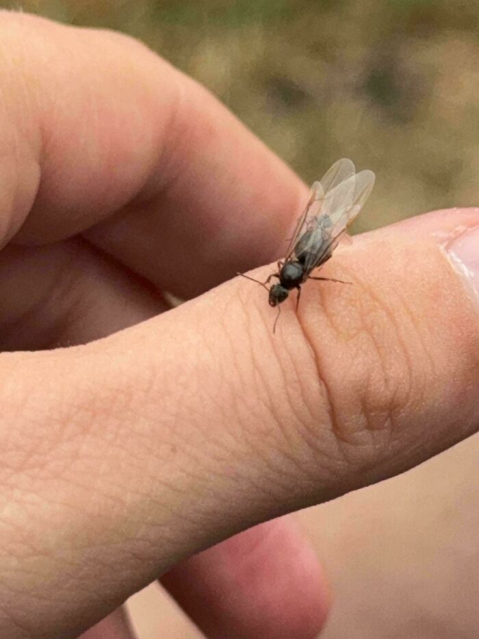 A close-up of a tiny flying insect on a person's thumb showcasing unusual things people have in their country.