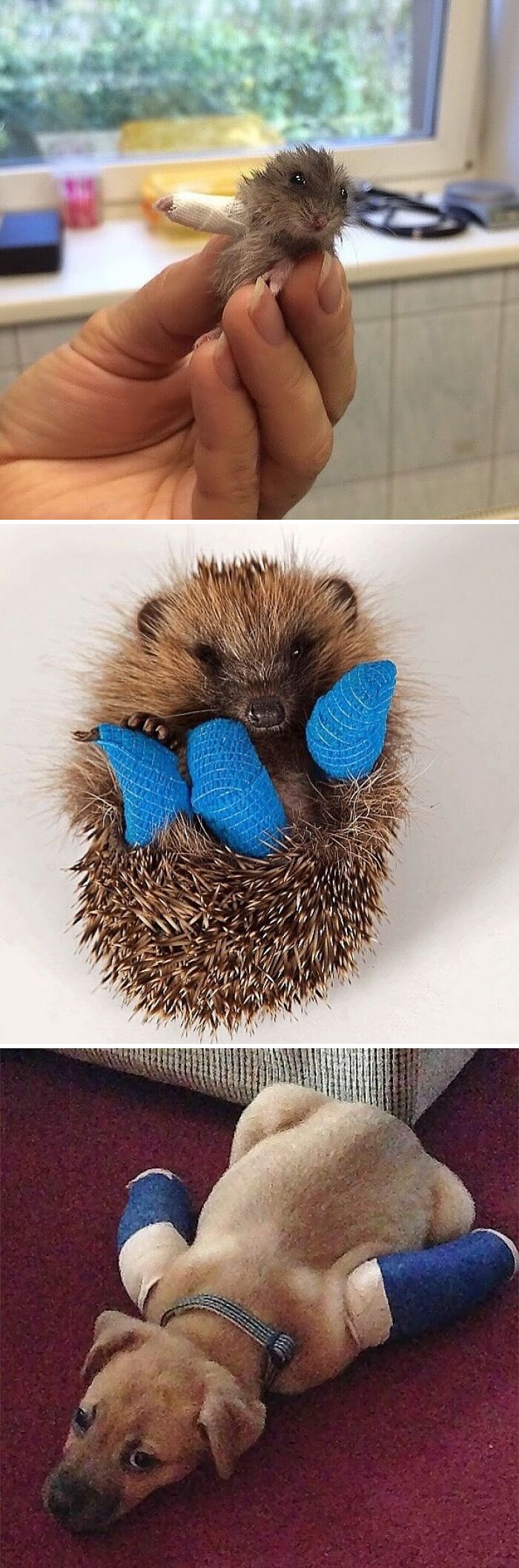 Three animals, a hamster, hedgehog, and dog, all wearing blue bandages in weirdly hilarious images to improve your feed.