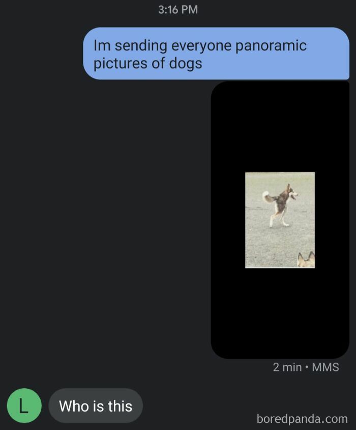 Funny text message moment with a panoramic picture of a dog shared in a humorous conversation online.