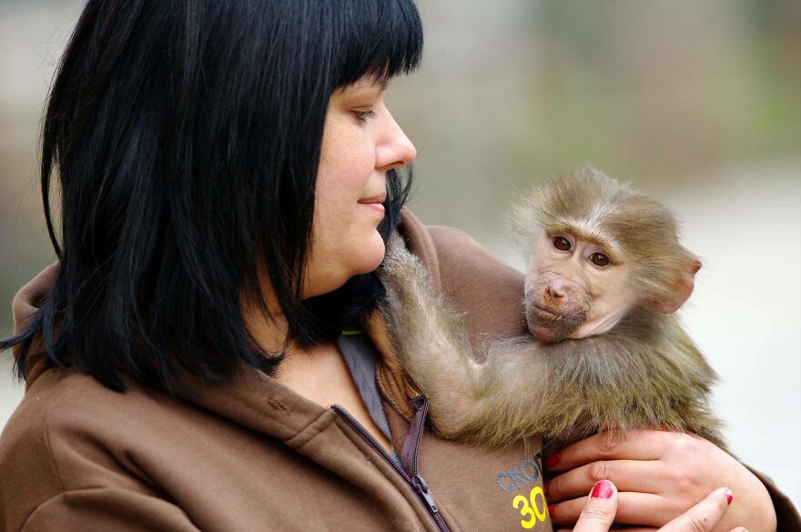 The World Melts Over Punch, The Rescued Baby Monkey From Japan. But In Macedonia, We&rsquo;ve Been Living This Story For Years.