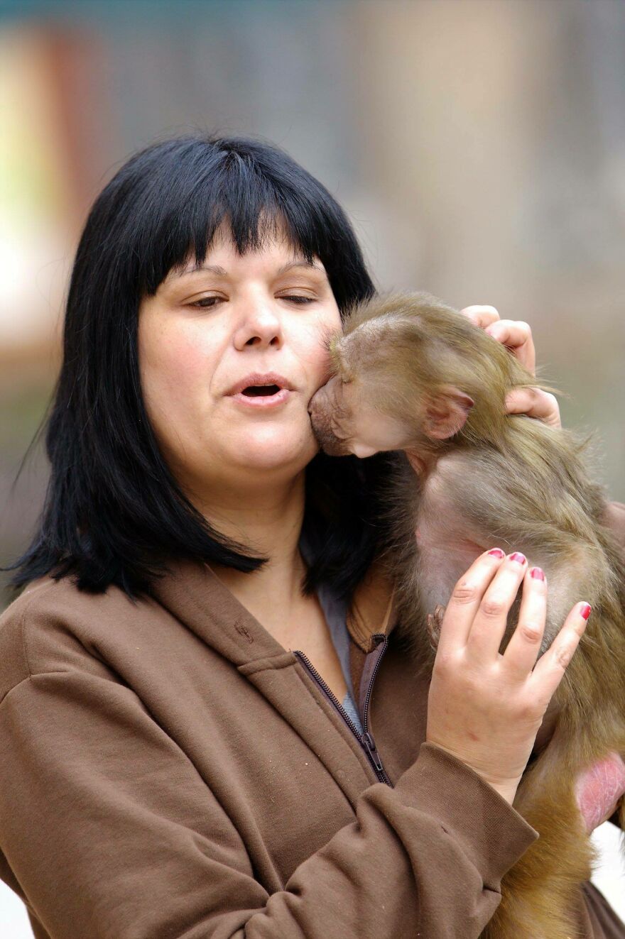 The World Melts Over Punch, The Rescued Baby Monkey From Japan. But In Macedonia, We&rsquo;ve Been Living This Story For Years.
