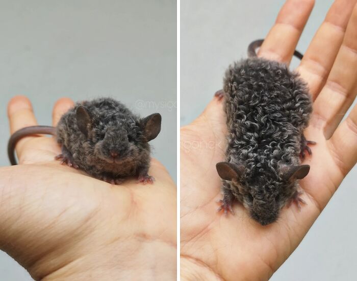 Shiny Blue Curl Mouse!