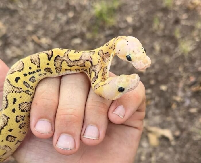 Two Headed Python, Only One Every 100,000 Is Born With Two Heads