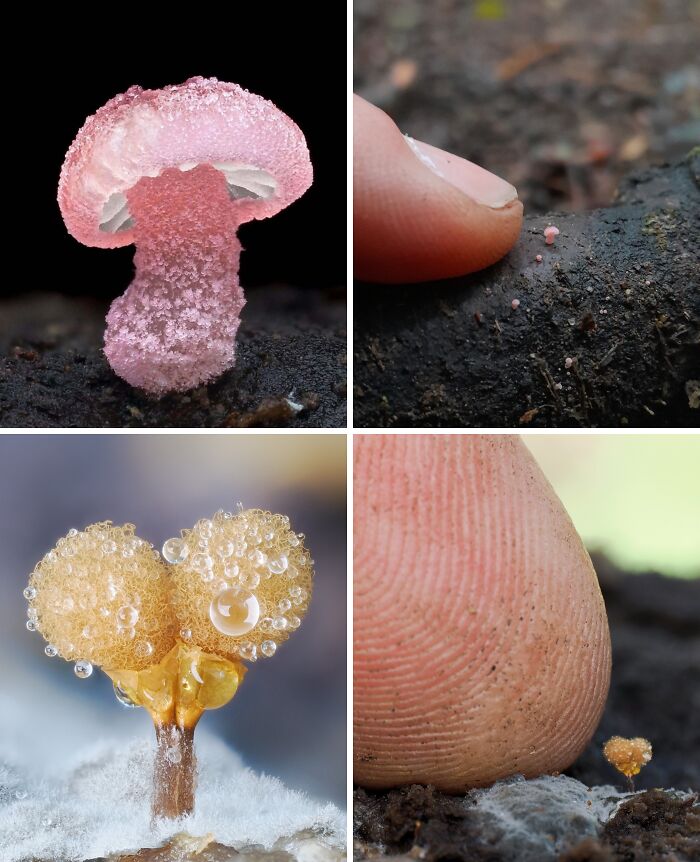 Close-up photos of tiny mushrooms and fungi highlighting our incredible reality with amazing natural details.