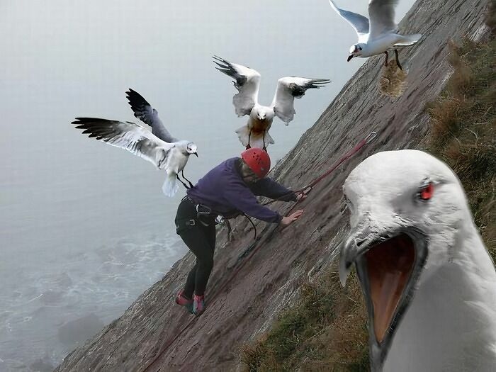 Person climbing steep cliff with seagulls flying and landing, illustrating weirdest subreddits popular on Reddit.
