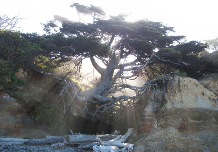 Ancient tree with exposed roots on a rocky cliff, illustrating one of the weirdest subreddits popular online.