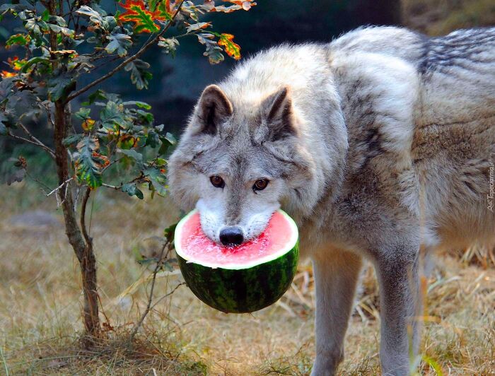 Wolf holding a watermelon slice in its mouth, representing one of the weirdest subreddits that are very popular.