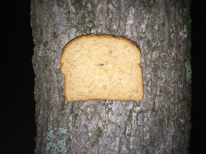 Slice of bread pinned to a tree trunk, illustrating one of the weirdest subreddits popular online.