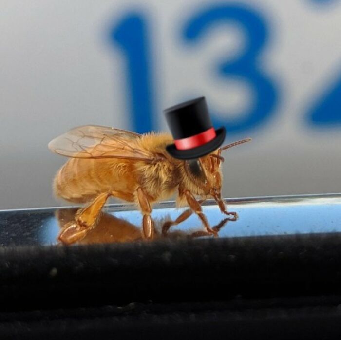 A close-up of a bee wearing a digital top hat, representing one of the weirdest popular subreddits online.
