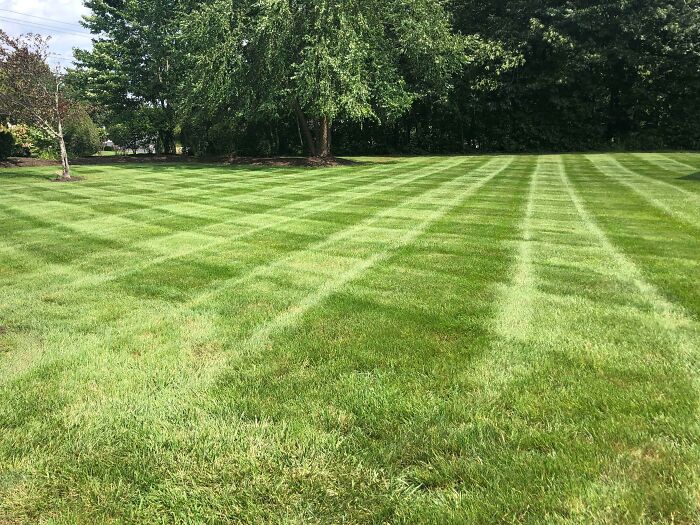 Well-manicured lawn with striped mowing patterns in a sunny backyard with trees, illustrating weirdest subreddits popularity.