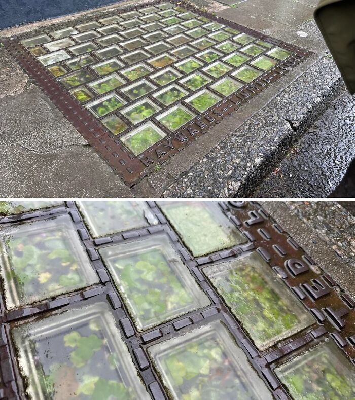 Street glass blocks in a metal frame showing underwater plants, linked to weird subreddits popular online.