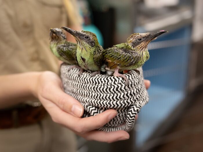 50 Adorable Wildlife Rescue Moments Showing Tiny Animals Safely Resting In Their Caregivers’ Hands