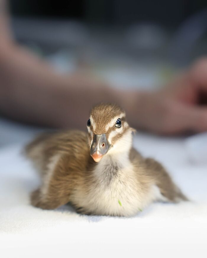 50 Adorable Wildlife Rescue Moments Showing Tiny Animals Safely Resting In Their Caregivers’ Hands