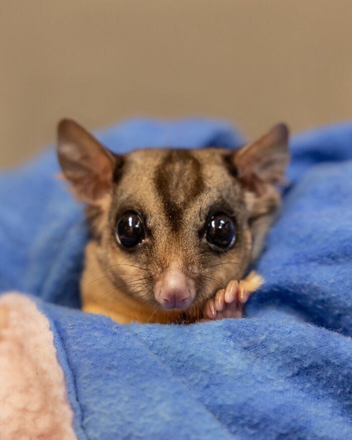 50 Adorable Wildlife Rescue Moments Showing Tiny Animals Safely Resting In Their Caregivers’ Hands