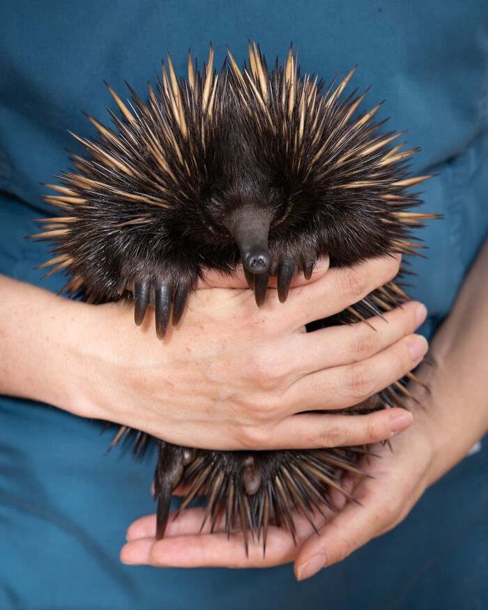 50 Adorable Wildlife Rescue Moments Showing Tiny Animals Safely Resting In Their Caregivers’ Hands