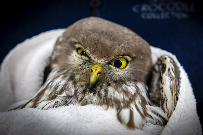 50 Adorable Wildlife Rescue Moments Showing Tiny Animals Safely Resting In Their Caregivers’ Hands