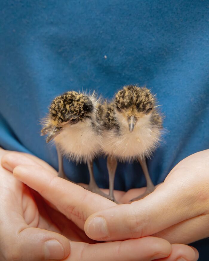 50 Adorable Wildlife Rescue Moments Showing Tiny Animals Safely Resting In Their Caregivers’ Hands